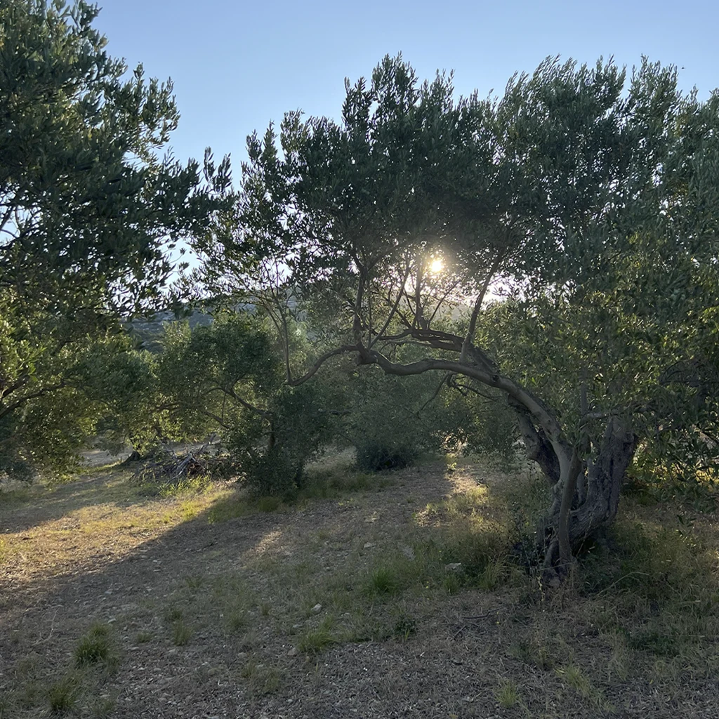 OPG Troskot Dalmacija – prodaja maslinovog ulja